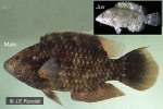 Enlarged Image of 'Cheilinus chlorourus'